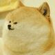 B i g h e a d y e l I ow d o g