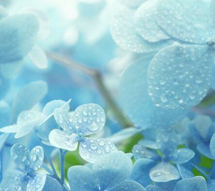 一花一世界